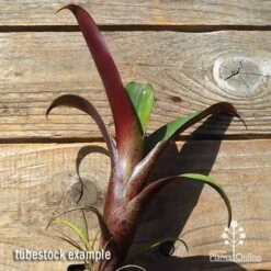 Alcantarea Imperialis Rubra - Bromeliad -Felco Shop apo imperata rubra tubestock large