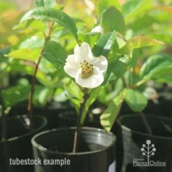 Chaenomeles Nivalis - Japanese Quince 13 Chaenomeles Nivalis - Japanese Quince -Felco Shop apo japanese quince nivalis