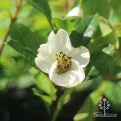 Chaenomeles Nivalis - Japanese Quince 16 Chaenomeles Nivalis - Japanese Quince -Felco Shop apo japanese quince nivalis flower