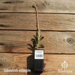 Kalanchoe Tomentosa – Panda Plant - Succulent 13 Kalanchoe Tomentosa – Panda Plant - Succulent -Felco Shop apo kalanchoe panda plant large size 1