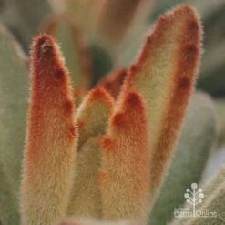 Kalanchoe Tomentosa – Panda Plant - Succulent 18 Kalanchoe Tomentosa – Panda Plant - Succulent -Felco Shop apo kalanchoe tomentosa furry