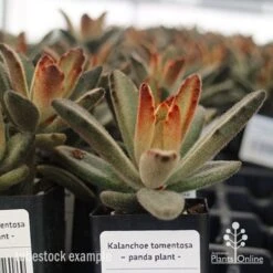 Kalanchoe Tomentosa – Panda Plant - Succulent 14 Kalanchoe Tomentosa – Panda Plant - Succulent -Felco Shop apo kalanchoe tomentosa tubestock plant