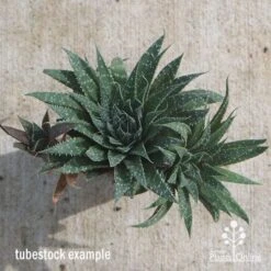 Aloe Aristata - Lace Aloe - Succulent -Felco Shop apo lace aloe tubestock
