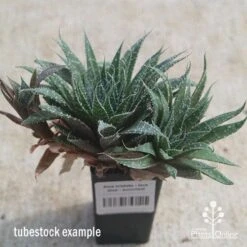 Aloe Aristata - Lace Aloe - Succulent -Felco Shop apo lace aloe tubestock side
