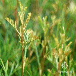 Grevillea Lana Maree -Felco Shop apo lana maree gold foliage