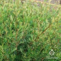 Grevillea Lana Maree -Felco Shop apo lana maree gold foliage2