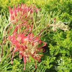 Grevillea Lana Maree -Felco Shop apo lana maree grevillea flowers2