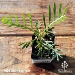 Grevillea Lana Maree -Felco Shop apo lana maree tubestock top