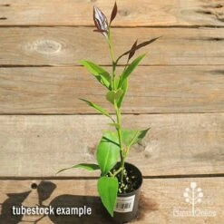 Citrus - Lemon Eureka 10 Citrus - Lemon Eureka -Felco Shop apo lemon eureka tubestock top