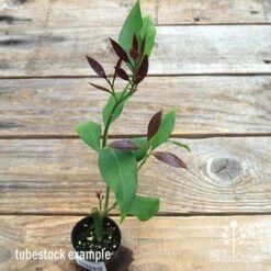 Citrus - Lemon Lisbon -Felco Shop apo lemon lisbon tubestock new leaf colour