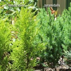 Cupressus Lemon Scent - Lemon Cypress -Felco Shop apo lemon scent pyramidalis compare 1