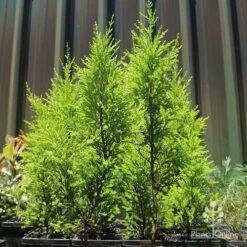 Cupressus Lemon Scent - Lemon Cypress -Felco Shop apo lemon scent small trees