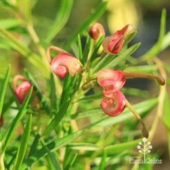 Grevillea Liliane 19 Grevillea Liliane -Felco Shop apo liliane flower close