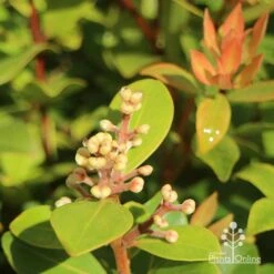 Metrosideros Little Ewan - Dwarf NZ Christmas Bush 27 Metrosideros Little Ewan - Dwarf NZ Christmas Bush -Felco Shop apo little ewan buds new leaf