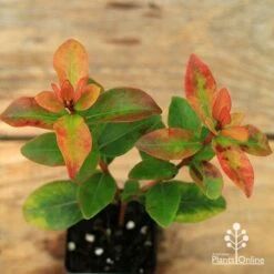 Metrosideros Little Ewan - Dwarf NZ Christmas Bush 20 Metrosideros Little Ewan - Dwarf NZ Christmas Bush -Felco Shop apo little ewan leaf colour september