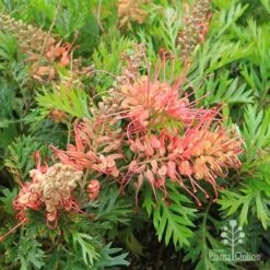 Grevillea Little Robyn -Felco Shop apo little robyn flowers and foliage