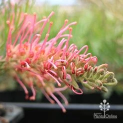 Grevillea Lollypops 14 Grevillea Lollypops -Felco Shop apo lollypops flower