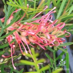 Grevillea Lollypops 15 Grevillea Lollypops -Felco Shop apo lollypops grevillea