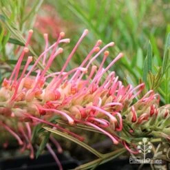 Grevillea Lollypops 12 Grevillea Lollypops -Felco Shop apo lollypops grevillea flower