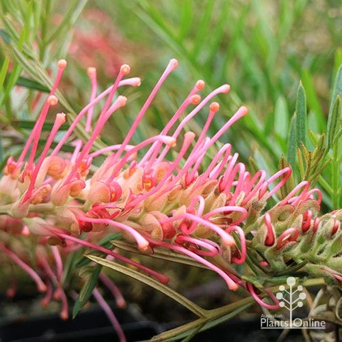 Grevillea Lollypops 4 Grevillea Lollypops - Image 4