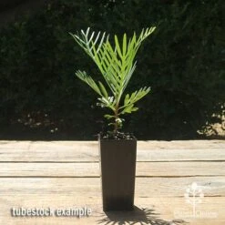 Grevillea Lollypops 11 Grevillea Lollypops -Felco Shop apo lollypops grevillea tubestock