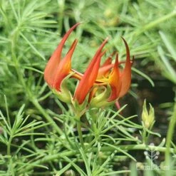 Lotus Red Flash - Parrot's Beak 13 Lotus Red Flash - Parrot's Beak -Felco Shop apo lotus