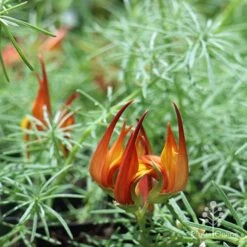 Lotus Red Flash - Parrot's Beak 15 Lotus Red Flash - Parrot's Beak -Felco Shop apo lotus flower