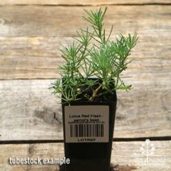 Lotus Red Flash - Parrot's Beak 10 Lotus Red Flash - Parrot's Beak -Felco Shop apo lotus tubestock top