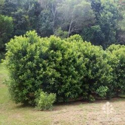 Tristaniopsis Luscious - Water Gum 33 Tristaniopsis Luscious - Water Gum -Felco Shop apo luscious hedcge