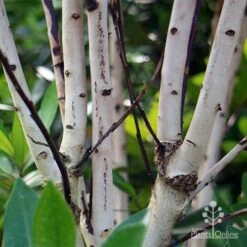 Tristaniopsis Luscious - Water Gum 34 Tristaniopsis Luscious - Water Gum -Felco Shop apo luscious trunks