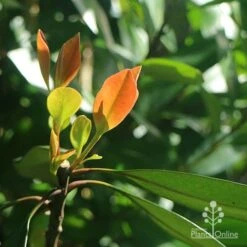 Tristaniopsis Luscious - Water Gum 21 Tristaniopsis Luscious - Water Gum -Felco Shop apo luscious winter leaf backlit
