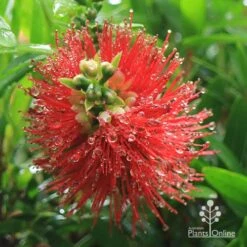 Callistemon Macarthur -Felco Shop apo macarthur callistemon flower