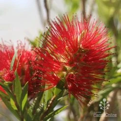 Callistemon Macarthur -Felco Shop apo macarthur flower and bud