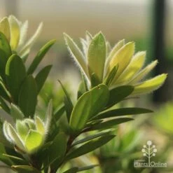 Callistemon Macarthur -Felco Shop apo macarthur fluffy new leaf