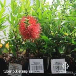 Callistemon Macarthur -Felco Shop apo macarthur tubestock in flower