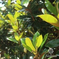 Magnolia Little Gem 19 Magnolia Little Gem -Felco Shop apo magnolia little gem backlit