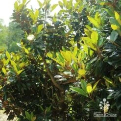 Magnolia Little Gem 23 Magnolia Little Gem -Felco Shop apo magnolia little gem spring leaves