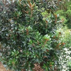 Magnolia Little Gem 18 Magnolia Little Gem -Felco Shop apo magnolia little gem tree