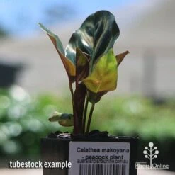 Calathea Makoyana - Peacock Plant -Felco Shop apo makoyana tubestock