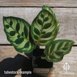 Calathea Makoyana - Peacock Plant -Felco Shop apo makoyana tubestock top
