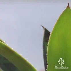 Mangave Mission To Mars - Succulent 13 Mangave Mission To Mars - Succulent -Felco Shop apo mangave mission to mars teeth