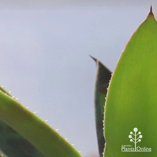 Mangave Mission To Mars - Succulent 7 Mangave Mission To Mars - Succulent - Image 7