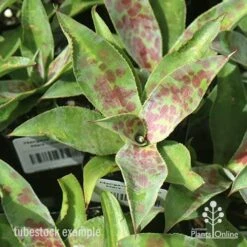 Mangave Mission To Mars - Succulent 11 Mangave Mission To Mars - Succulent -Felco Shop apo mangave mission to mars tubestock