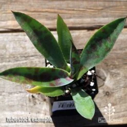 Mangave Mission To Mars - Succulent 9 Mangave Mission To Mars - Succulent -Felco Shop apo mangave mission to mars tubestock top