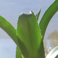 Mangave Red Wing - Succulent 11 Mangave Red Wing - Succulent -Felco Shop apo mangave red wing teeth