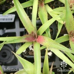 Mangave Red Wing - Succulent 8 Mangave Red Wing - Succulent -Felco Shop apo mangave red wing tubestock