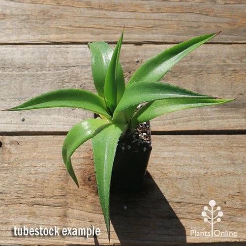 Mangave Red Wing - Succulent 5 Mangave Red Wing - Succulent - Image 5