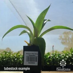 Mangave Red Wing - Succulent 9 Mangave Red Wing - Succulent -Felco Shop apo mangave red wing tubestock 1