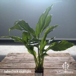 Spathiphyllum Maracay - Peace Lily 9 Spathiphyllum Maracay - Peace Lily -Felco Shop apo maracay tubestock office