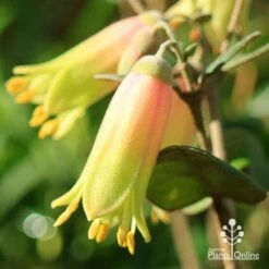 Correa Marian's Marvel -Felco Shop apo marians marvel correa flower close